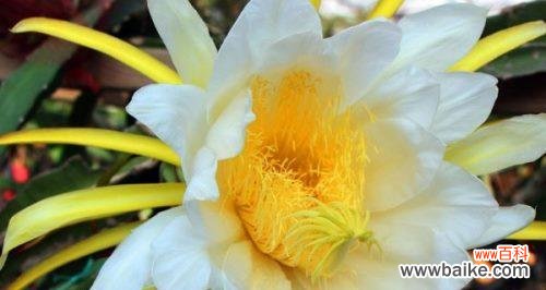 探寻昙花的花语及传说背后的故事 昙花传奇