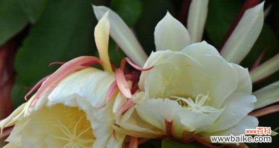 探寻昙花的花语及传说背后的故事 昙花传奇