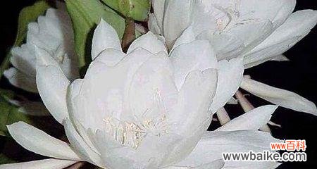 探寻昙花的花语及传说背后的故事 昙花传奇