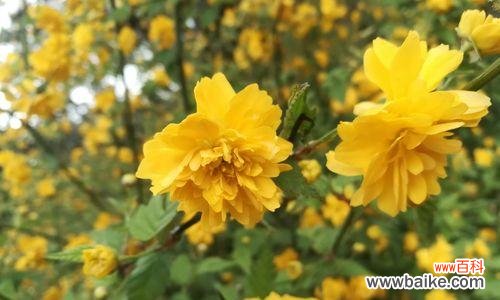 一朵花中蕴含的深情与希望 棠棣花的寓意与象征意义