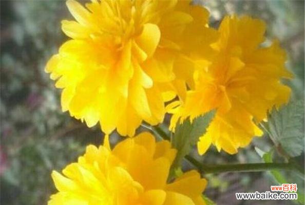 一朵花中蕴含的深情与希望 棠棣花的寓意与象征意义