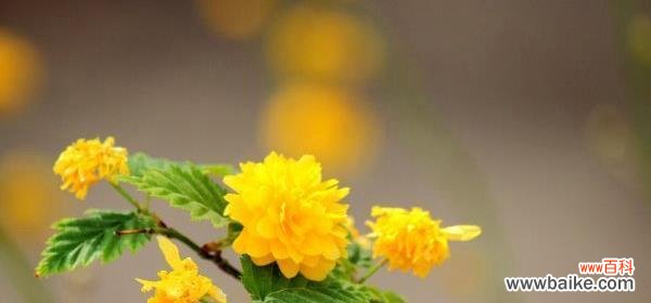 探索美丽花朵背后的寓意 以棠棣花的象征意义