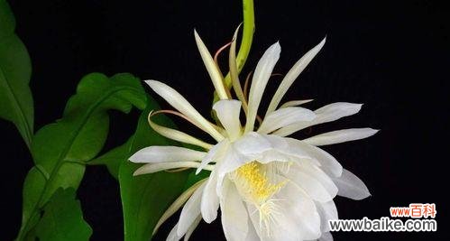 探索昙花的美丽与深意 昙花花语的象征与寓意