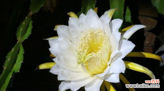 探寻昙花背后的寓意与美丽 昙花的花语及其寓意