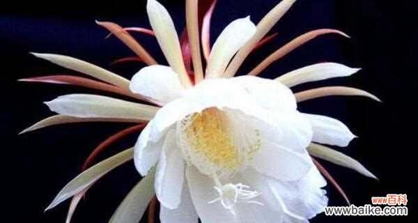 探寻昙花背后的寓意与美丽 昙花的花语及其寓意