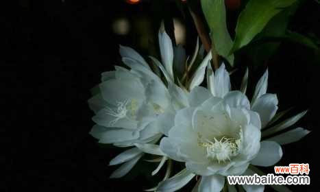 探寻昙花背后的寓意与美丽 昙花的花语及其寓意