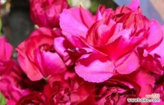 用康乃馨传递你的真情表白 桃红色康乃馨花语