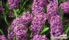 桃红色风信子花语的含义及象征 桃红色风信子花语