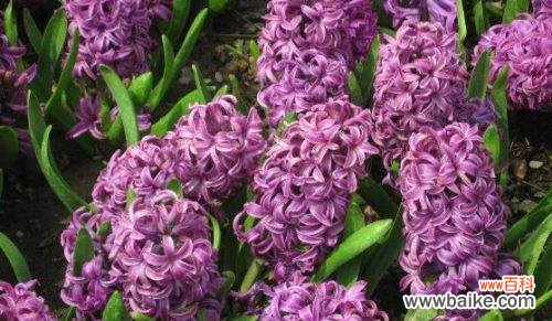 桃红色风信子花语的含义及象征 桃红色风信子花语