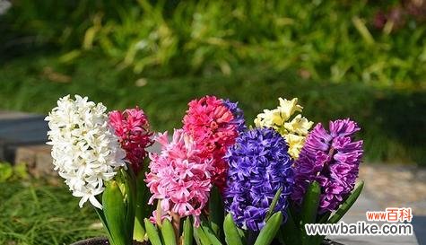 桃红色风信子花语的含义及象征 桃红色风信子花语