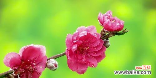 桃花的寓意与象征 桃花之美与象征