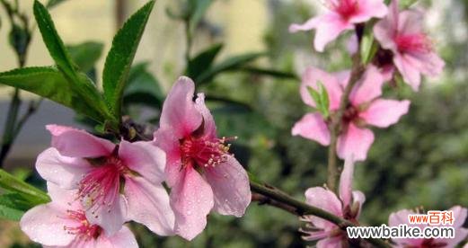 桃花的寓意与象征 桃花之美与象征