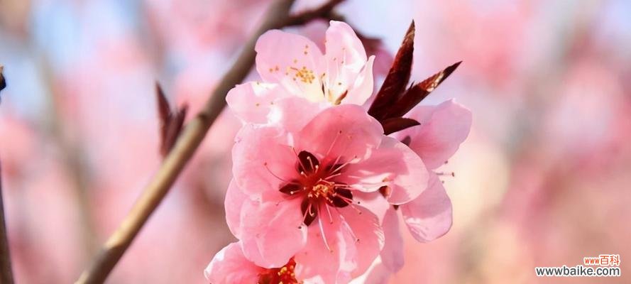桃花的寓意与象征 桃花之美与象征
