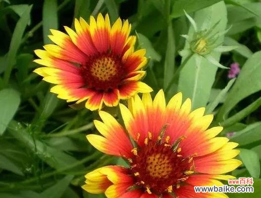 揭秘天人菊的神秘花语 天人菊的花语与意义