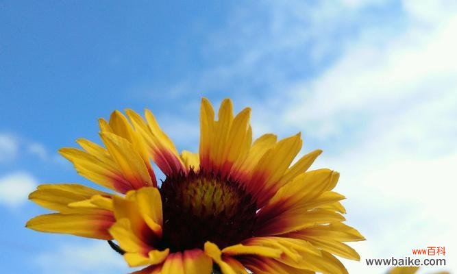 揭秘天人菊的神秘花语 天人菊的花语与意义