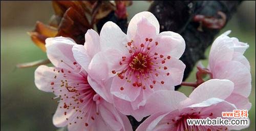 探寻桃花的深层含义，传承中华传统文化的重要符号 桃花花语的意义与传承