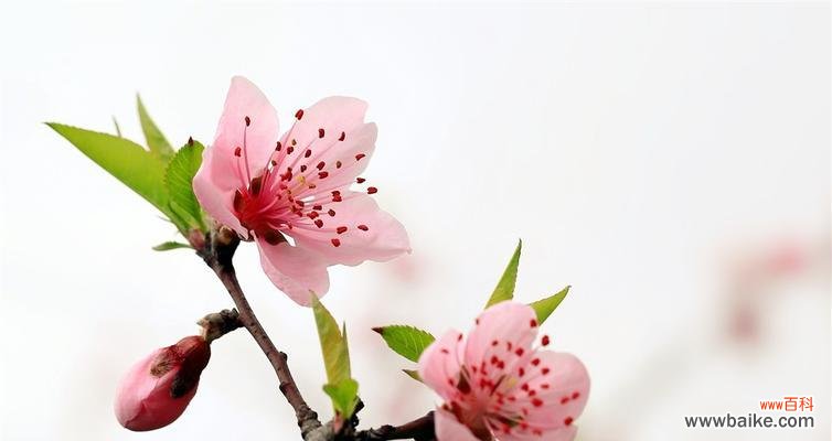 探寻桃花的深层含义，传承中华传统文化的重要符号 桃花花语的意义与传承