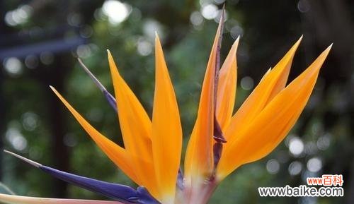 探寻天堂鸟花语的神秘力量 天堂鸟花语