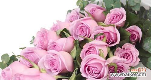 揭秘粉玫瑰的浪漫与柔美 粉玫瑰的寓意和象征意义