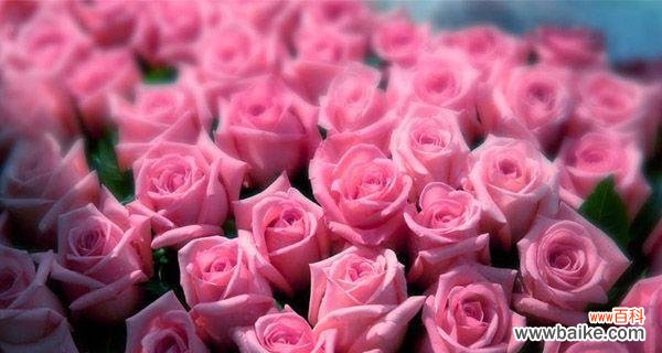 揭秘粉玫瑰的浪漫与柔美 粉玫瑰的寓意和象征意义
