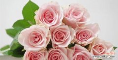 探寻粉玫瑰的浪漫与柔美 粉玫瑰花语与寓意