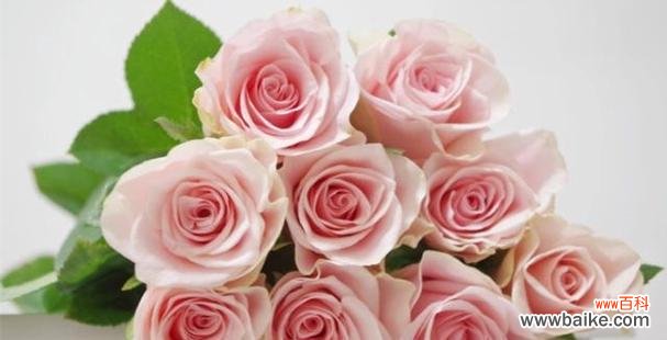 探寻粉玫瑰的浪漫与柔美 粉玫瑰花语与寓意