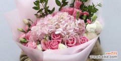 探索粉玫瑰花的美丽和深远意义 粉玫瑰的寓意与象征
