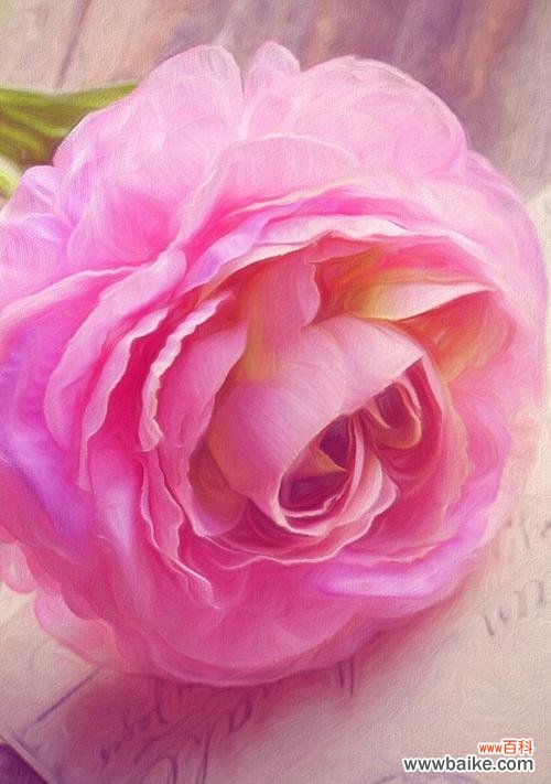 传递爱和儿女情长的粉玫瑰 粉玫瑰的寓意及象征意义