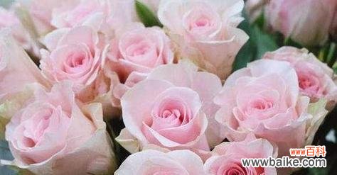 深入了解粉玫瑰花的神秘语言 粉玫瑰花花语意思解读