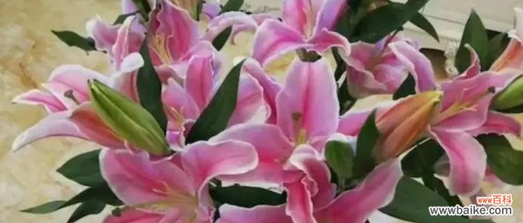 揭示爱情和守护的精神内涵 粉色百合花