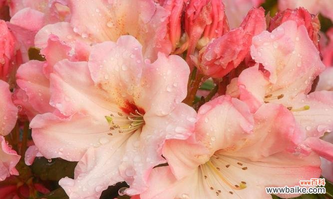 揭示爱情和守护的精神内涵 粉色百合花