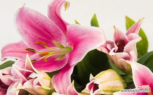 揭示爱情和守护的精神内涵 粉色百合花