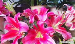 探索粉色百合花的浪漫寓意 粉色百合花语