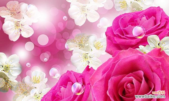探索爱情 粉色玫瑰的寓意与象征