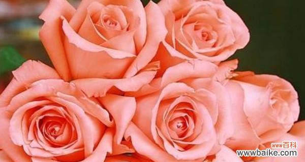 探索爱情 粉色玫瑰的寓意与象征