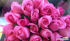 探索粉色玫瑰花背后的深层意义 粉色玫瑰花的象征意义