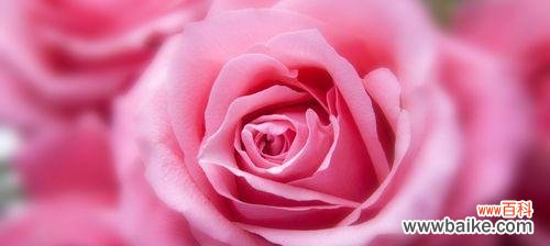 探索粉色玫瑰花背后的深层意义 粉色玫瑰花的象征意义