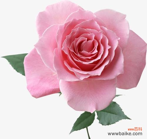 探索粉色玫瑰花背后的深层意义 粉色玫瑰花的象征意义