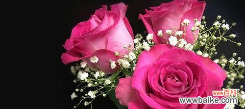 探寻玫瑰花的浪漫之谜 粉色玫瑰花的象征意义