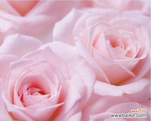 用粉色玫瑰传达情感 粉色玫瑰花语