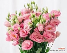 桔梗花语带给我们的美好愿景 桔梗花语