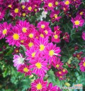 用花语诠释粉色菊花的美丽与寓意 粉色菊花