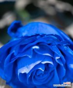 蓝色的花有哪些种类？它们各自的寓意是什么？