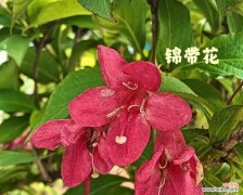 粉红色勺花的寓意是什么？它象征着什么？