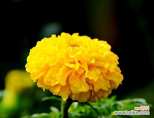 百岁老人花象征着什么?