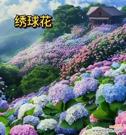 哪种花象征着美满幸福？它的花语是什么？