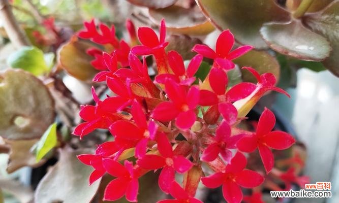 哪种花象征长寿？长寿花的花语是什么？