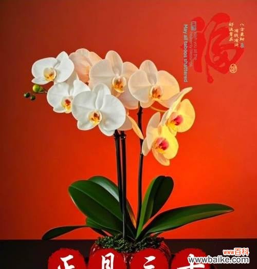 三十岁生日的顺遂花语是什么?哪些花寓意三十顺遂?