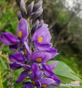 三十岁生日的顺遂花语是什么？哪些花寓意三十顺遂？