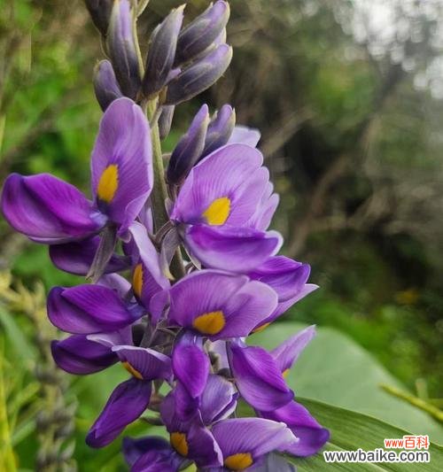 三十岁生日的顺遂花语是什么?哪些花寓意三十顺遂?